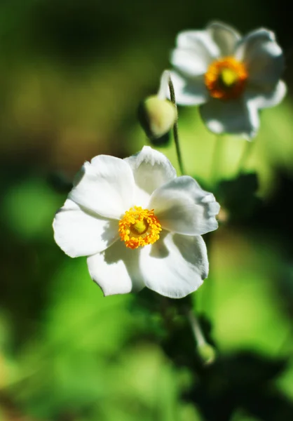 Białe kwiaty krokus w czas jesieni — Zdjęcie stockowe