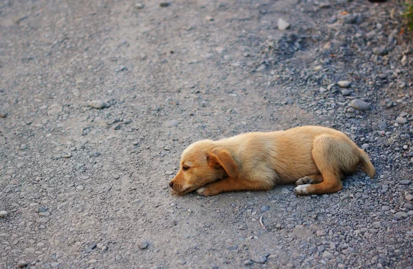 Маленькая бездомная собака на улице — стоковое фото