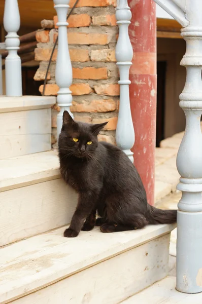 Närbild av hemlös kattunge utomhus — Stockfoto