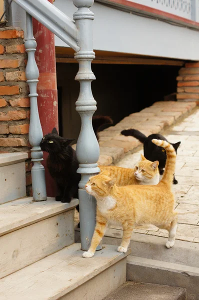 Close up of homeless kitten outdoor — Stock Photo, Image