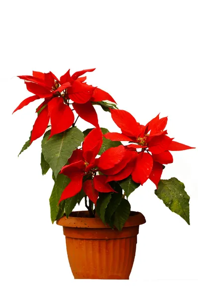 Beautiful poinsettia with red flowers in flowerpot — Stock Photo, Image