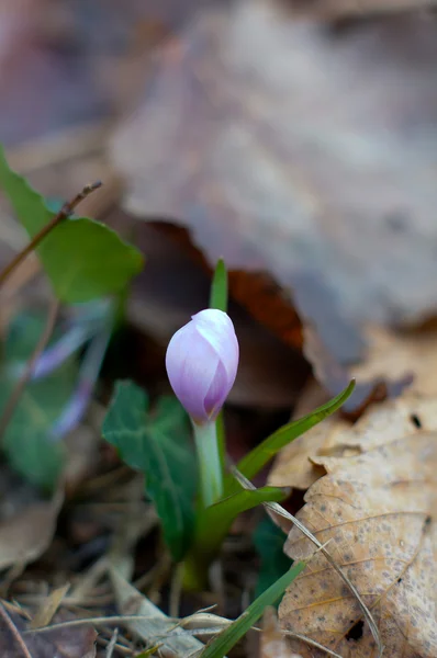 Pierwsze wiosenne kwiaty - krokus, w lesie — Zdjęcie stockowe