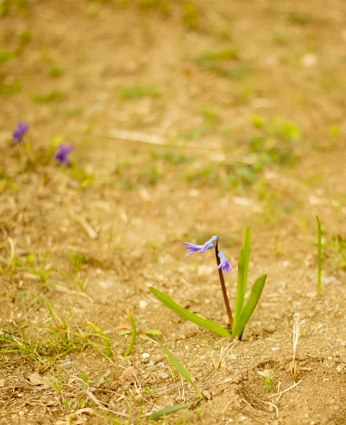 森の中の最初の春の青い花 — ストック写真