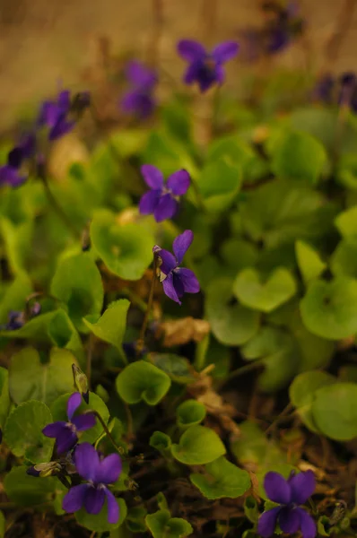 Viola odorata — Stockfoto
