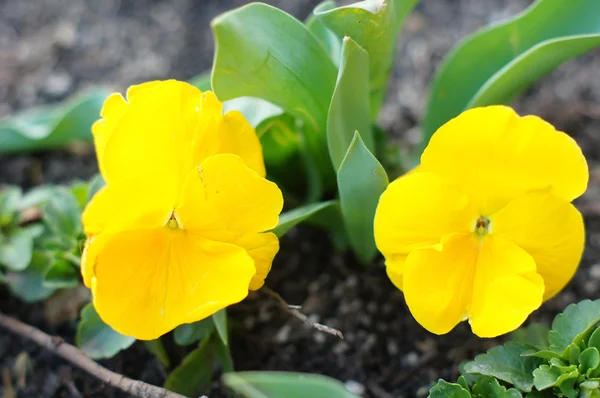 Spring time: first tricolor viola flower — Stock Photo, Image