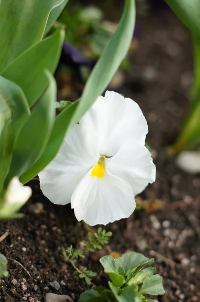 Spring time: first tricolor viola flower — Stock Photo, Image