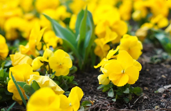 Bahar Zamanı: ilk üç renkli viola çiçek — Stok fotoğraf