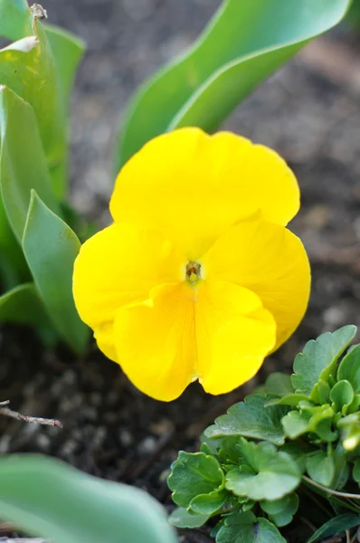 Frühling: erste tricolor Viola Blume — Stockfoto