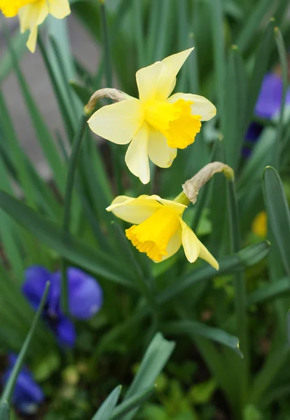 Frühling: gelbe Narzissenblüten — Stockfoto