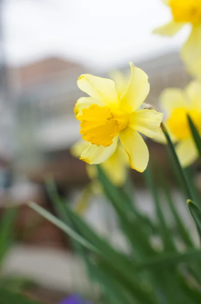 Весна: цветки желтого нарцисса — стоковое фото