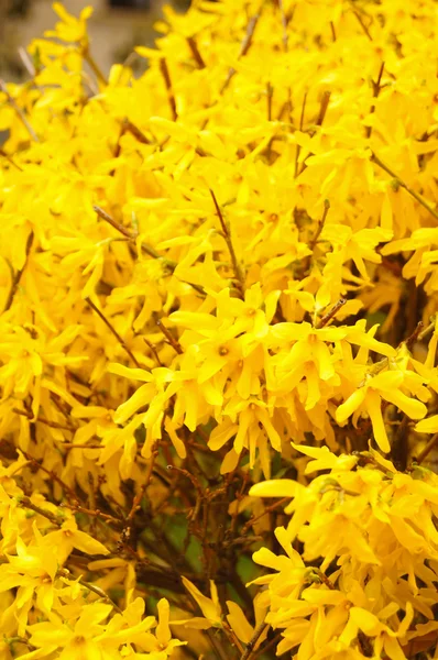 Ένα κοντινό πλάνο ενός κίτρινου forsythia λουλουδιού — Φωτογραφία Αρχείου