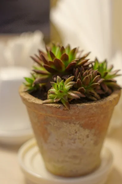 Primo piano del cactus nel vaso da fiori — Foto Stock