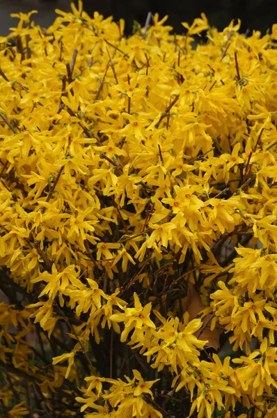Un primo piano di un fiore di forsizia giallo — Foto Stock