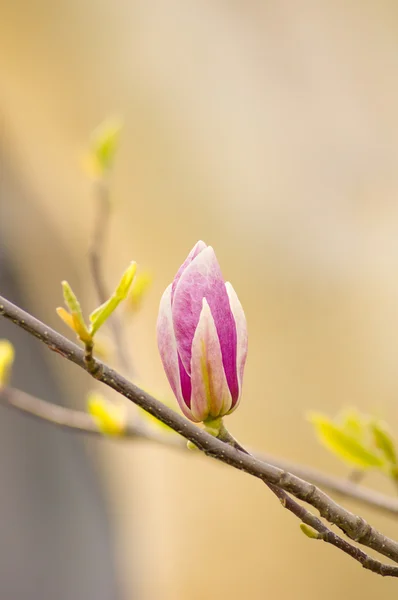 Magnolienblüte — Stockfoto