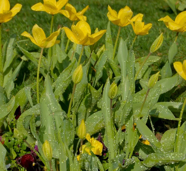 Žluté tulipány — Stock fotografie