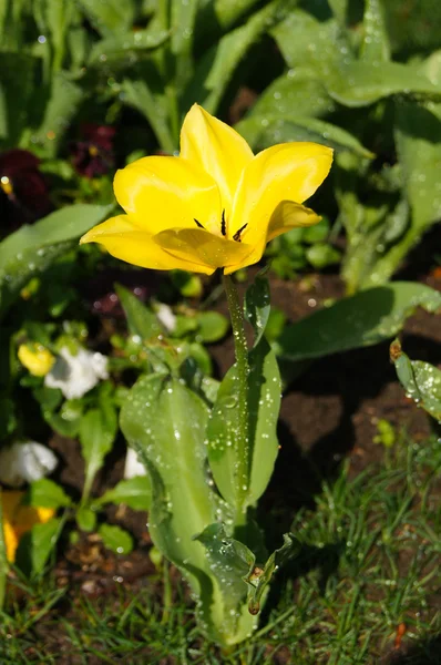 Žluté tulipány — Stock fotografie