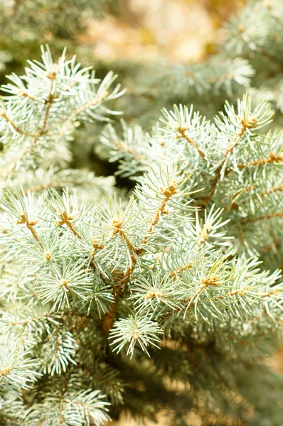 European Larch (Larix decidua) — Stock Photo, Image