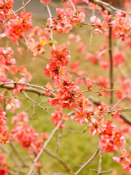 Персиковый цветок — стоковое фото