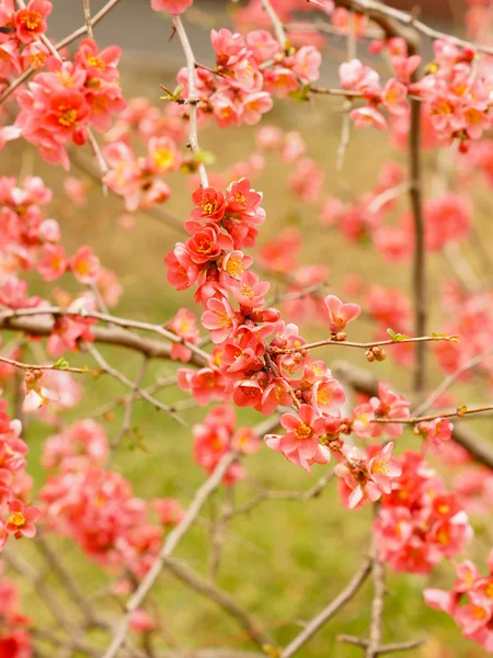 Pêche en fleurs — Photo