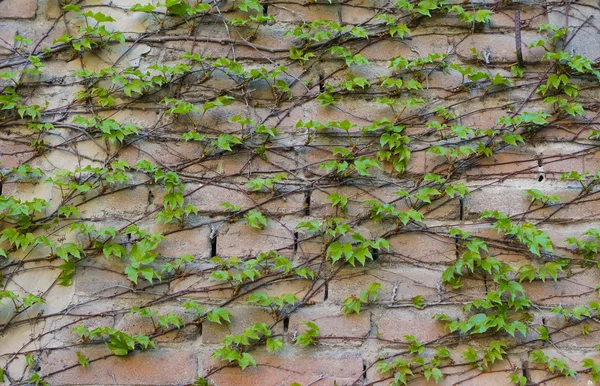 Verse ivy — Stockfoto