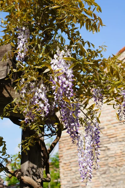 Salkımlar — Stok fotoğraf