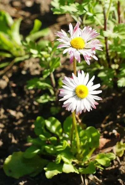 Цветок Маргариты — стоковое фото