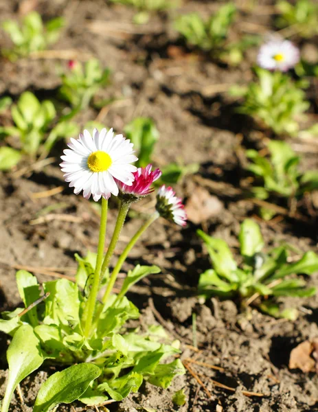 Marguerite flower — Stock Photo, Image