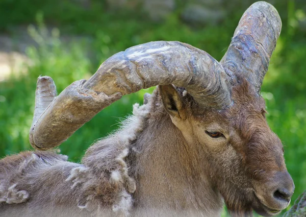 Caucasian goat — Stock Photo, Image