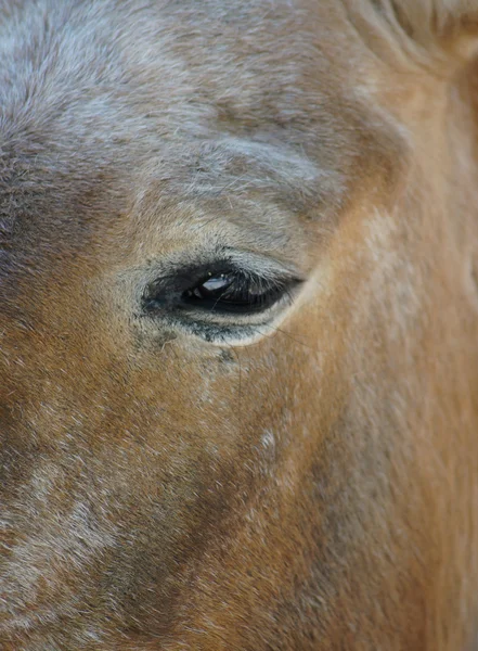 Horse eye — Stock Photo, Image