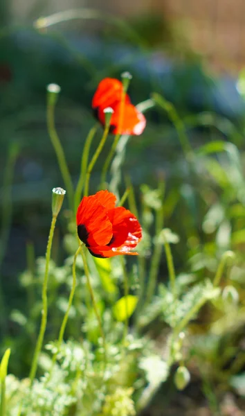 Red poppies — Stock Photo, Image