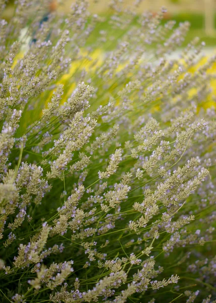 Lavander planta — Fotografia de Stock