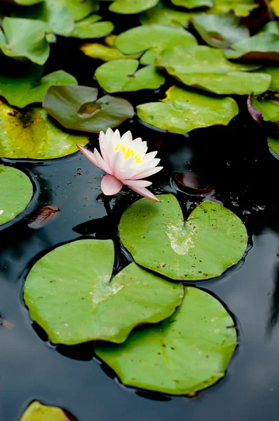 Seerosenblüte — Stockfoto