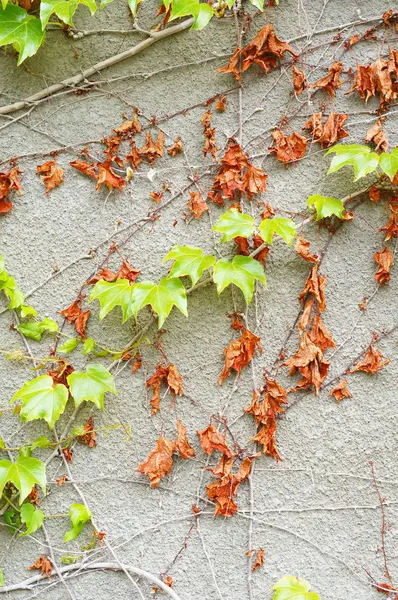 Oude muur met klimop plant — Stockfoto