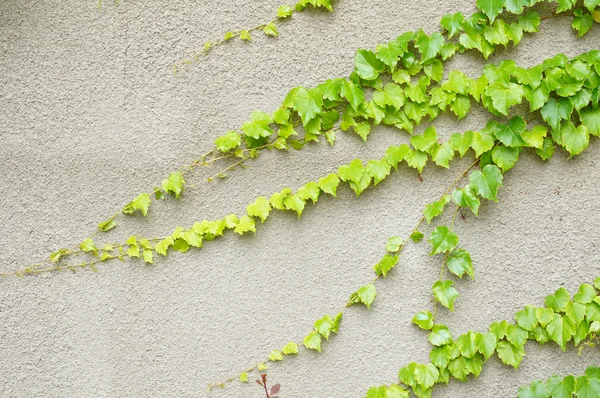 有常春藤植物的旧墙 — 图库照片