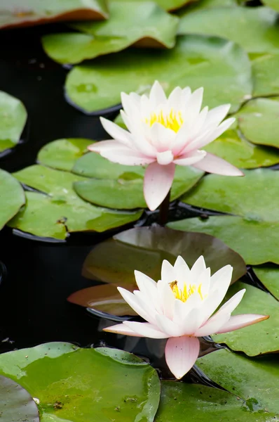 Water lily flower — Stockfoto