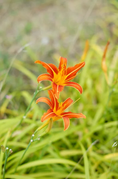 Tiger lily bloem — Stockfoto