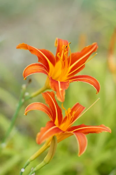 Flor de lírio tigre — Fotografia de Stock