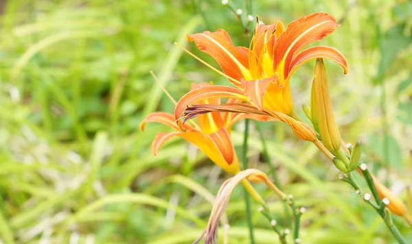 Tiger lily flower — Stock Photo, Image