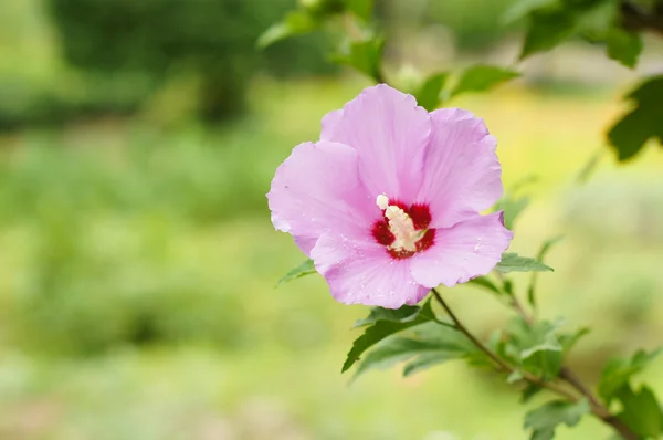 Nahaufnahme von rosa Hibiskusblüte — Stockfoto