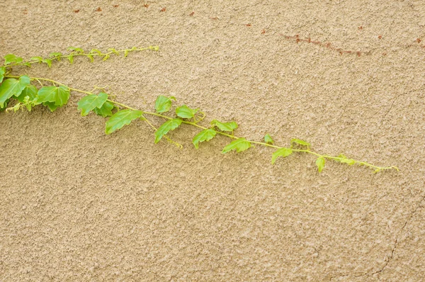 Ivy tanaman — Stok Foto