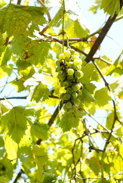 Виноград на винограднике — стоковое фото