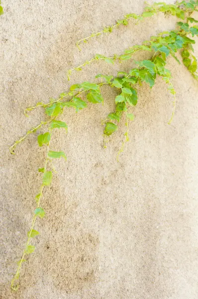 Parede velha com planta hera — Fotografia de Stock