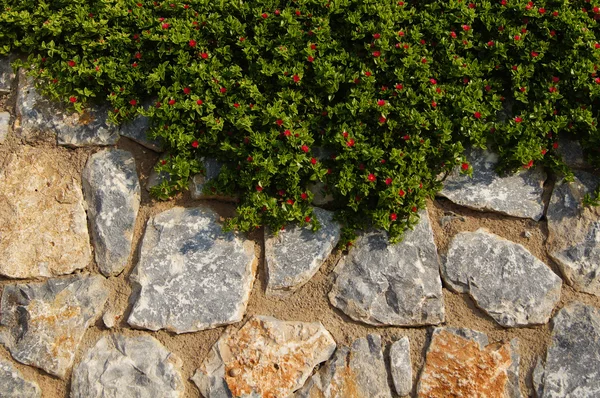 Stenen muur met klimop plant — Stockfoto