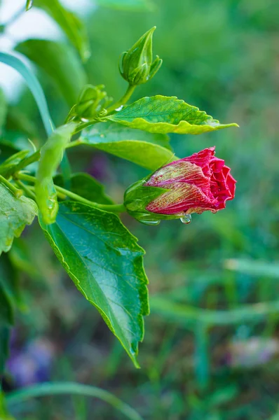 Bahçede Hibiscus çiçeği — Stok fotoğraf