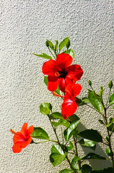 Flor de hibisco — Fotografia de Stock