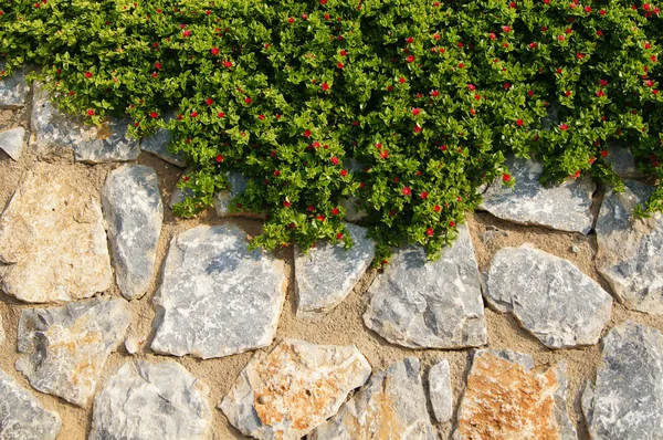 Кам'яна стіна з рослиною плюща — стокове фото
