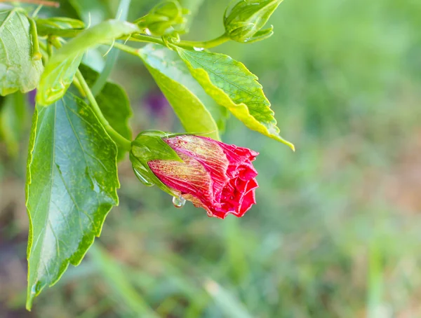 Άνθος ιβίσκου στον κήπο — Φωτογραφία Αρχείου