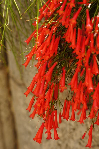 Russelia equisetiformis — Zdjęcie stockowe