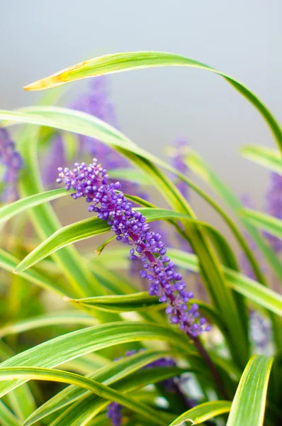 Лавандовые цветы — стоковое фото