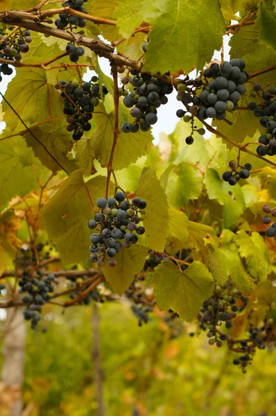 Primer plano del racimo de uva roja en el viñedo —  Fotos de Stock